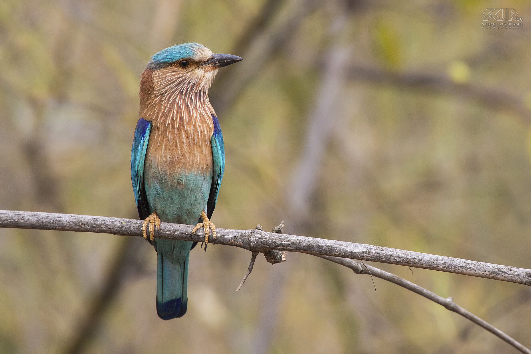 Tadoba - Indian roller An Indian Roller (Coracias benghalensis) is very common and found widely across tropical Asia. Stefan Cruysberghs